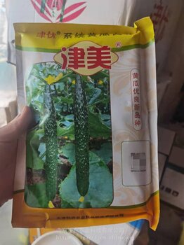 天津科润黄瓜品种展示图片